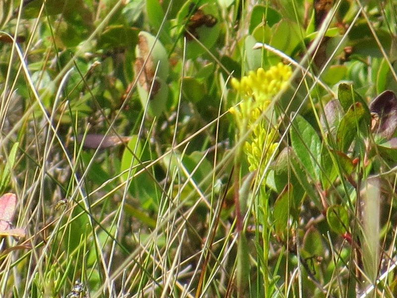 Solidago uliginosa, photographed by Howard Williams
