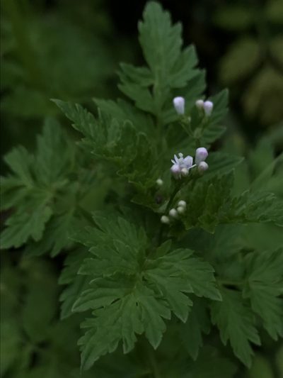 Valeriana chaerophylloides, photographed by Nicolás Baresch Uribe