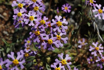 Zaluzianskya violacea, photographed by Karen Eichholz