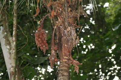 Astrocaryum aculeatissimum, photographed by Tim Hirsch