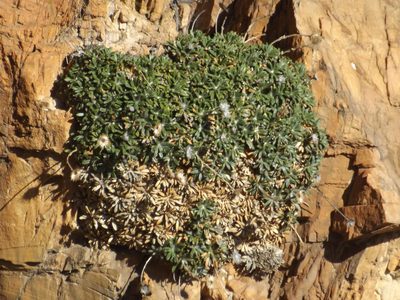 Oldenburgia intermedia, photographed by James Deacon