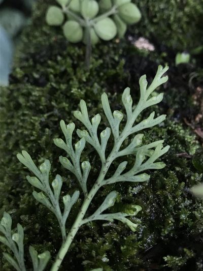 Asplenium theciferum, photographed by Nicolás Baresch Uribe