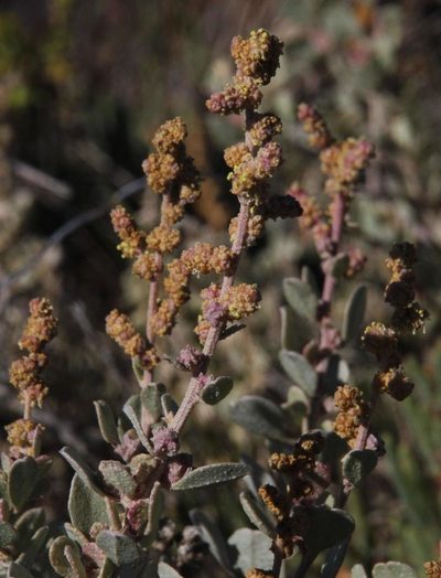 Atriplex vestita, photographed by Tony Rebelo