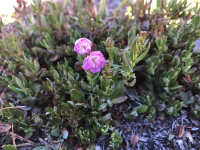Kalmia microphylla, photographed by Christine Rudman