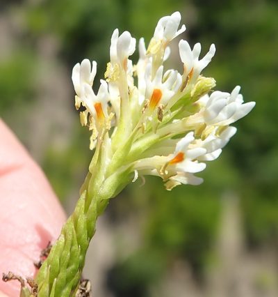 Hebenstretia integrifolia, photographed by Nicola van Berkel