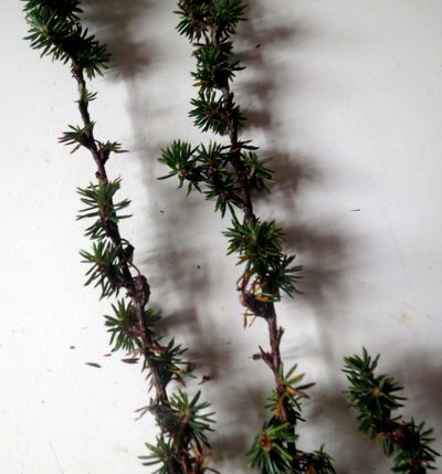 Cliffortia dispar, photographed by Di Turner