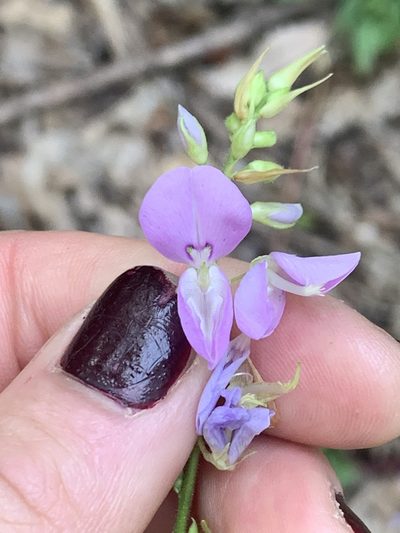 Desmodium cuspidatum, photographed by Kate Manning