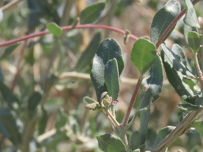 Atriplex halimus, photographed by Emanuele Santarelli