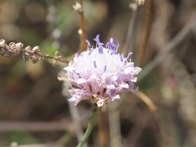 Cephalaria transsylvanica, photographed by Emanuele Santarelli