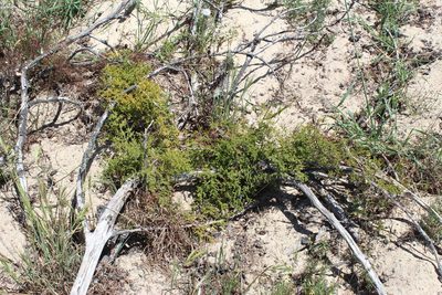Asparagus fasciculatus, photographed by Tony Rebelo
