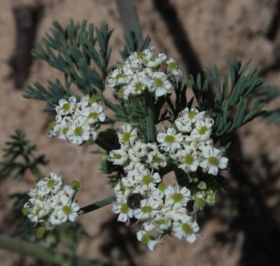 Capnophyllum africanum, photographed by Tony Rebelo