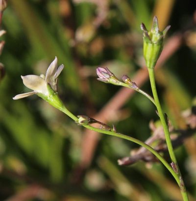 Wahlenbergia androsacea, photographed by Tony Rebelo
