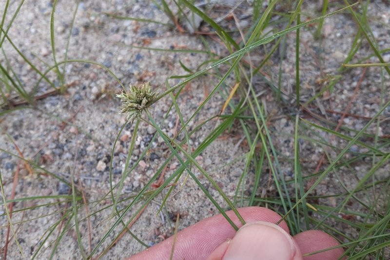 Cyperus lupulinus, photographed by Quinten Wiegersma