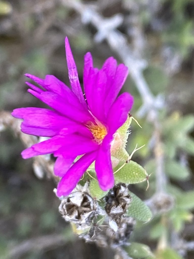 Trichodiadema hallii, photographed by Dave U