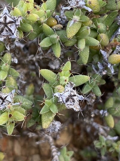 Trichodiadema hallii, photographed by Dave U
