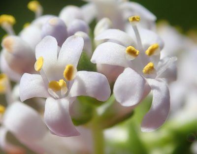 Selago cinerea, photographed by Nicola van Berkel