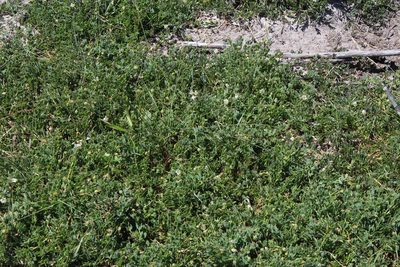 Roepera sessilifolia, photographed by Tony Rebelo