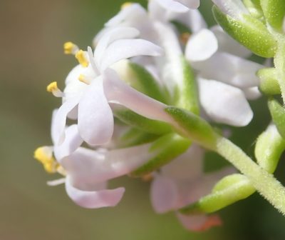 Selago cinerea, photographed by Nicola van Berkel