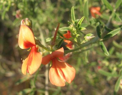 Indigofera candicans, photographed by douglaseustonbrown