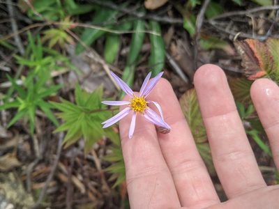 Oclemena nemoralis, photographed by Max Miley