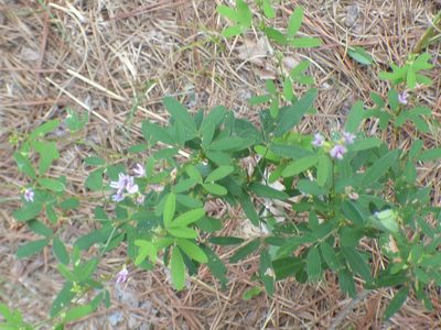 Lespedeza virginica, photographed by kcthetc1