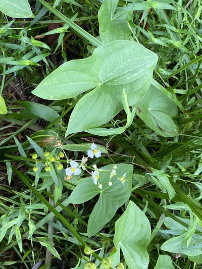Sagittaria australis, photographed by Judy Gallagher