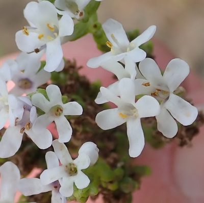 Selago cinerea, photographed by Nicola van Berkel