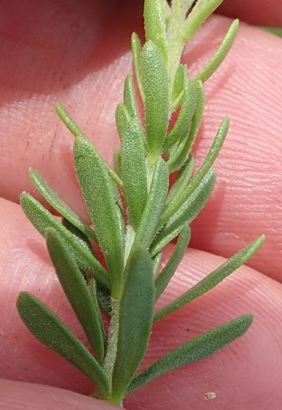 Selago cinerea, photographed by Nicola van Berkel