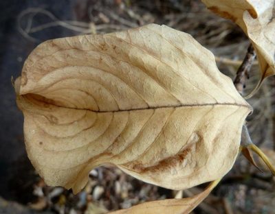 Pavetta eylesii, photographed by M Kriek