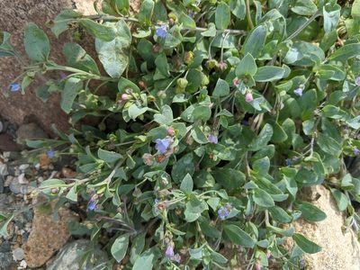 Mertensia maritima, photographed by Max Miley