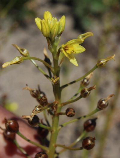 Bulbine annua, photographed by Tony Rebelo
