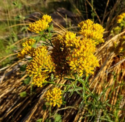 Gymnosperma glutinosum, photographed by Andrew Tree