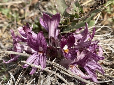 Orobanche californica, photographed by Cricket Raspet