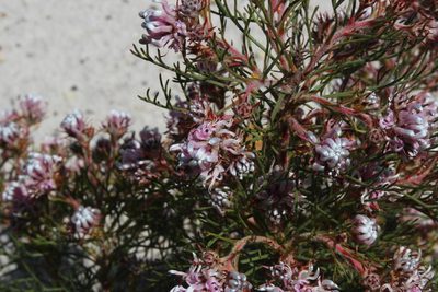 Serruria decipiens, photographed by Tony Rebelo
