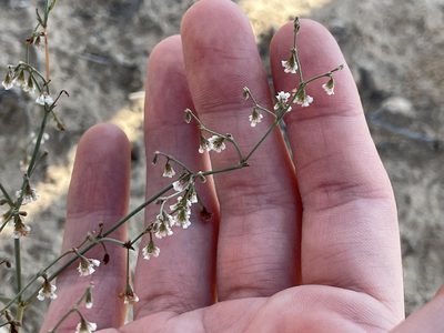 Eriogonum cernuum, photographed by Bobby McCabe