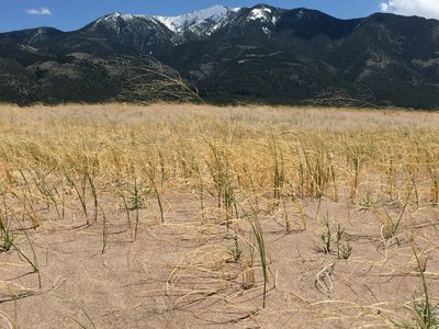 Muhlenbergia multiflora, photographed by Matt Lavin