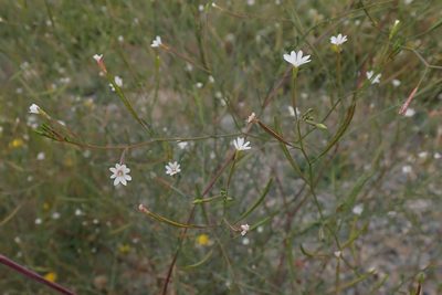 Epilobium brachycarpum, photographed by giantcicada