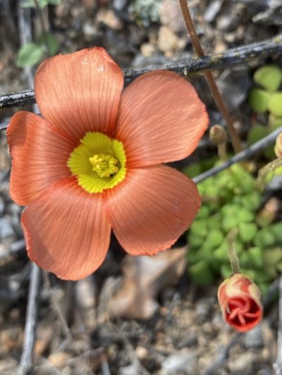 Oxalis inaequalis, photographed by Dave U