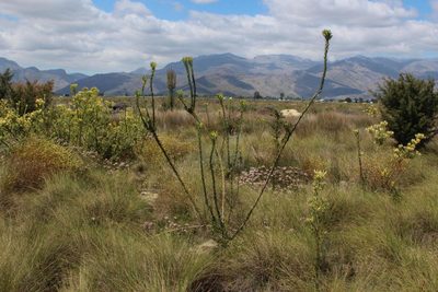 Leucadendron chamelaea, photographed by Tony Rebelo