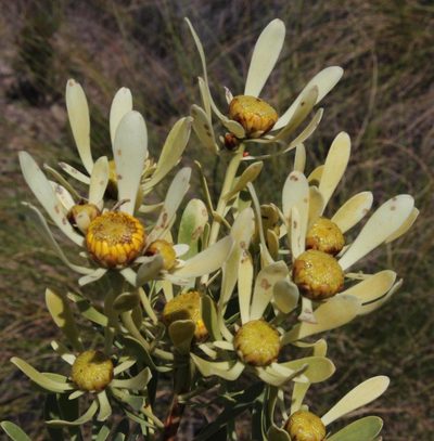 Leucadendron chamelaea, photographed by Tony Rebelo