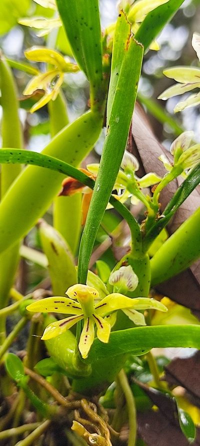 Prosthechea abbreviata, photographed by Floro Ortiz Contreras