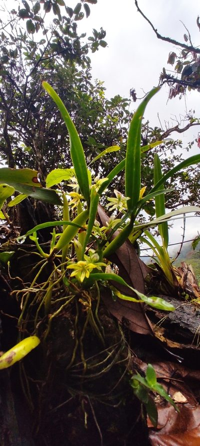 Prosthechea abbreviata, photographed by Floro Ortiz Contreras