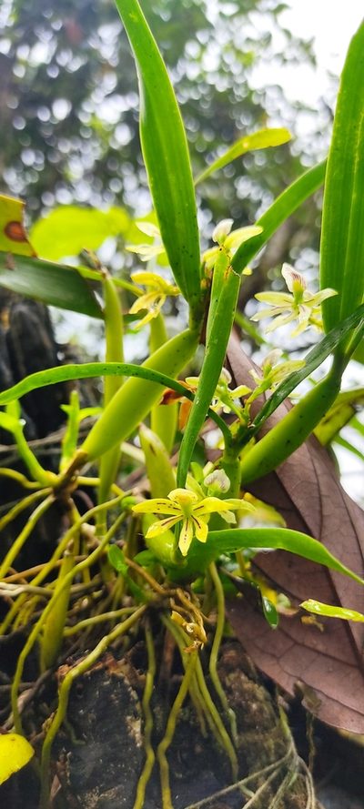 Prosthechea abbreviata, photographed by Floro Ortiz Contreras