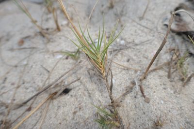 Sporobolus pungens, photographed by Rafael Medina