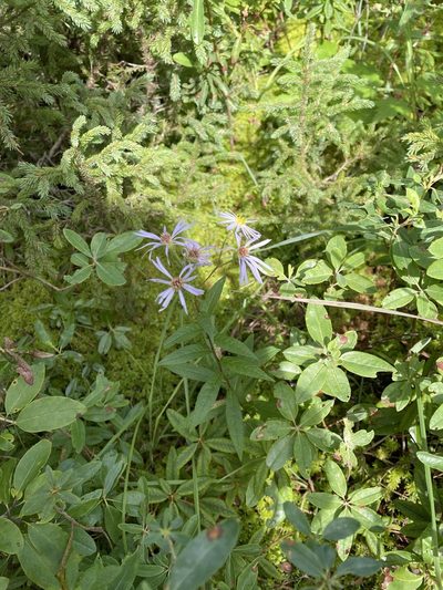 Eurybia radula, photographed by Mary E. Macaulay, P.Eng.