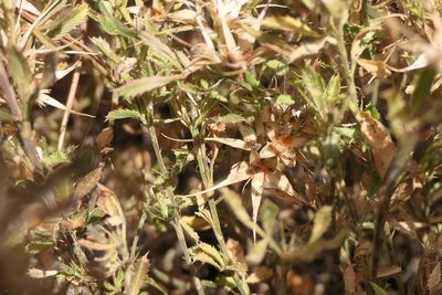 Ononis minutissima, photographed by Rafael Medina