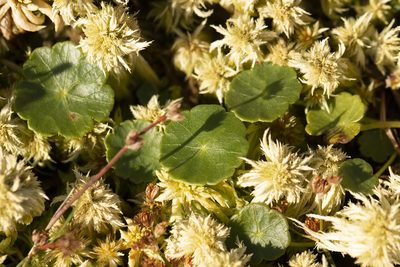 Hydrocotyle vulgaris, photographed by Tina Ellegaard Poulsen