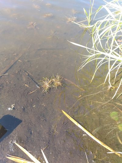 Potamogeton acutifolius, photographed by Dmitriy Bochkov