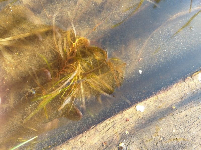 Potamogeton acutifolius, photographed by Dmitriy Bochkov