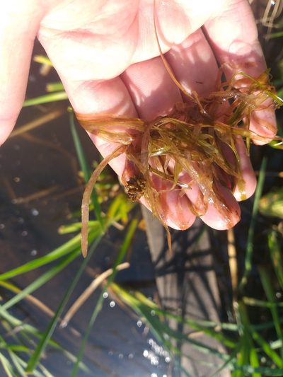 Potamogeton acutifolius, photographed by Dmitriy Bochkov